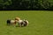 Holstein Friesian cows and bull in a meadow