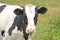 Holstein-Friesian dairy cow with horns