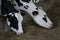 Holstein friesian dairy cows eating hay