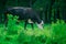 Holstein Friesian dairy cows in field near green grass field.