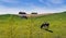 Holstein Friesians cattles in the pasture