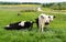 Holstein Friesians cattles in the pasture