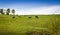 Holstein Friesians cattles in the pasture