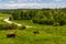 Holstein Friesians cow in the pasture.