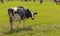 Holstein Friesians dairy cow grazing in a meadow.