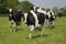 Holstein Friesians in a field