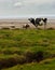 Holstein Friesians on the Solway