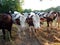 Holstein Frisian cows looking at the camera