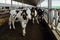 Holstein Frisian diary cows in free livestock stall