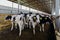 Holstein Frisian diary cows in free livestock stall