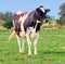 Holstein Jersey Dairy Cow