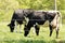 Holstein\'s black and white cows Charlton, Ma