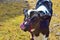 Holstein steer cow calf