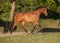 Holsteiner broodmare on pasture