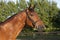 Holsteiner horse with bridle