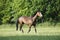 Holsteiner Horse on pasture