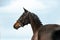 Holsteiner horse portrait in briddle on sky background