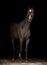 Holsteiner horse portrait isolated on black background