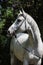 Holsteiner horse portrait in summer background