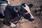 Holsteins cows dairy farm barn at Maharashtra, India. Holstein-Friesian is the most widespread cattle breed in the world