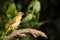 Holub`s golden weaver Ploceus xanthops, also called the African golden weaver sitting on the branch