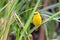 Holub`s golden weaver Ploceus xanthops, also called the African golden weaver sitting on the reed