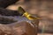 Holub`s golden weaver Ploceus xanthops, also called the African golden weaver sitting at the water