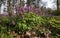 Holwortel, Hollowwort, Corydalis cava
