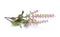 Holy basil,Basil flower, stalk and leaves isolated on a white