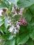 Holy Basil flower is a sacred plant of India