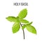 Holy basil isolated stem with green leaves