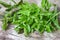 Holy basil leaf nature vegetable garden on wooden table kitchen herb and food - Ocimum sanctum green sweet basil in thailand