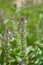 Holy Basil (Ocimum sanctum)