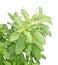 Holy Basil or Ocimum Sanctum on White Background