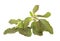 Holy Basil Tulasi Isolated with clipping