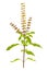 Holy Basil or Tulsi isolated with clipping path
