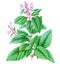 Holy basil (tulsi), medicinal plant isolated on white background. Generative AI illustration in watercolor style