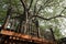 Holy Bodhi tree in the Gangaramaya temple of Colombo in Sri Lanka