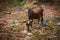 Holy cow is eating  organic waste in India