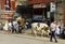 A Holy Cow Helps Himself to the Rubbish Bin