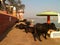 Holy Cows Aside of River Ganges in India