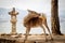 Holy Deer in Itsukushima Shrine