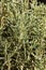 Holy flax shrub -santorina
