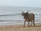 Holy Indian cows resting on the sea beach in north goa. cow stands on the sand