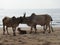 Holy Indian cows resting on the sea beach in north goa. cow stands on the sand