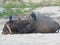 Holy Indian cows resting on the sea beach in north goa. cow stands on the sand