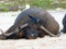 Holy Indian cows resting on the sea beach in north goa. cow stands on the sand