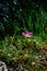 Holy Land Series - Judea Mountains -Sunrose blooming