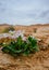 Holy Land Series- Ramon Crater Makhtesh - desert blossom 12