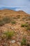 Holy Land Series - Ramon Crater Makhtesh - desert blossom 24